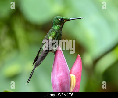 Primo piano della imperatrice brillante hummingbird appollaiate su rosa banana flower north western Ecuador.Il nome scientifico di questo uccello è Heliodoxa imperatrix Foto Stock