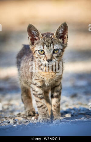 Bella Tabby Cat Closeup ( felis catus ) Foto Stock
