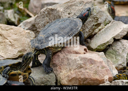 A becco giallo cursori, terra e acqua le tartarughe, a prendere il sole in stagno close up Foto Stock