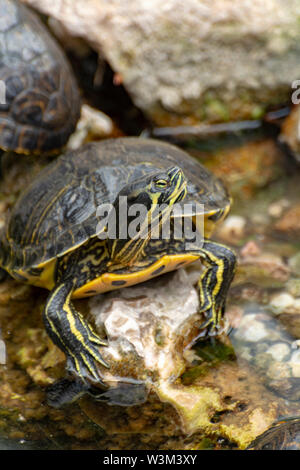 A becco giallo cursori, terra e acqua le tartarughe, a prendere il sole in stagno close up Foto Stock