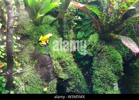 Primo piano di una golden poison frog su una foglia nella giungla Foto Stock