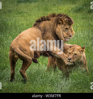 Un maschio e femmina di Lion in un'area aperta di terra di erba Foto Stock