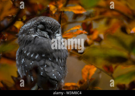 Close up poco boreal owl Aegolius funereus seduta sul ramo e dormire in furcate ramo densa di foresta selvaggia intorno a. Ritratto della fauna selvatica. Foto Stock