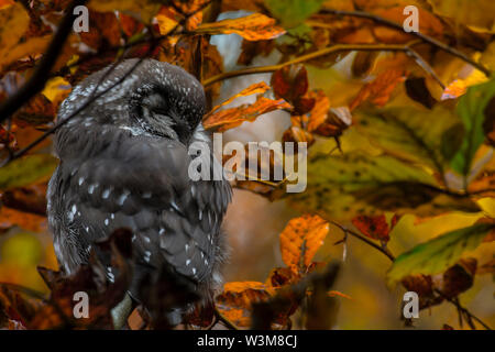 Close up poco boreal owl Aegolius funereus seduta sul ramo e dormire in furcate ramo densa di foresta selvaggia intorno a. Ritratto della fauna selvatica. Foto Stock