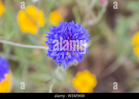 Un hoverfly atterrato su un blu Fiordaliso (Centaurea cyanus) Foto Stock