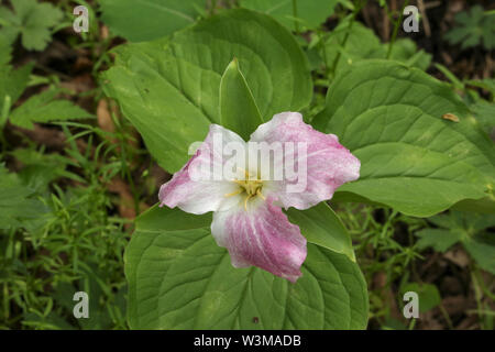 A FIORE GRANDE trillium Foto Stock