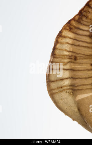 La fotografia macro di Fritillaria meleagris seme essiccato testa isolata su sfondo bianco Foto Stock