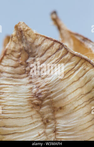 La fotografia macro di Fritillaria meleagris seme essiccato testa isolata su sfondo bianco Foto Stock