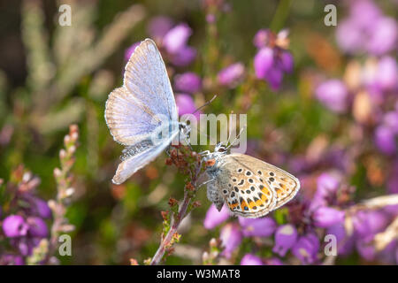 Maschio e femmina in argento-blu chiodati farfalle (Plebejus argus) sulla campana heather, REGNO UNITO Foto Stock