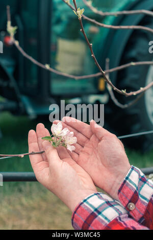 Agricoltore esaminando albero da frutta blossom nel frutteto, la stretta di mano femminile tocchi delicati fiori Foto Stock