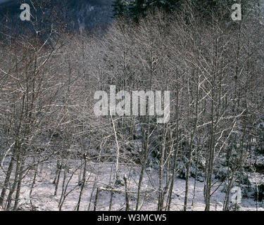 Stati Uniti d'America, Washington, Mt. Rainier National Park, la neve si aggrappa al boschetto di red alder nel Nisqually Valley. Foto Stock