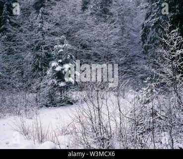 Stati Uniti d'America, Washington, Mt. Rainier National Park, la neve si aggrappa al boschetto di red alder e albero sempreverde in Nisqually Valley. Foto Stock