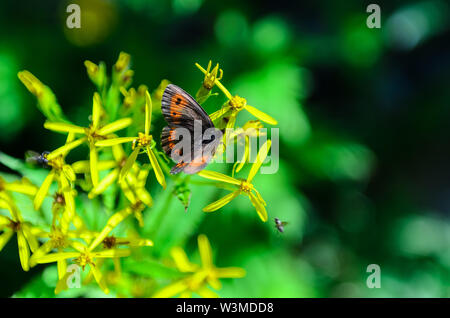 La Scotch argus raccogliendo il nettare dai fiori di montagna Foto Stock