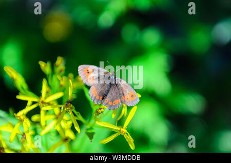 La Scotch argus raccogliendo il nettare dai fiori di montagna Foto Stock