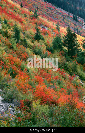 Stati Uniti d'America, Washington, Mt. Rainier National Park, Vine maple visualizza Colore di autunno su pendii con conifere sparse in Stevens Canyon. Foto Stock