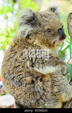 La Australian Koala recare in voliera aperta Foto Stock