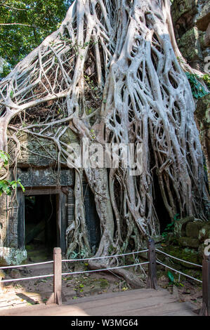 Spettacolare radici crescere tra le pietre in Ta Prohm tempio di Angkor Wat Foto Stock