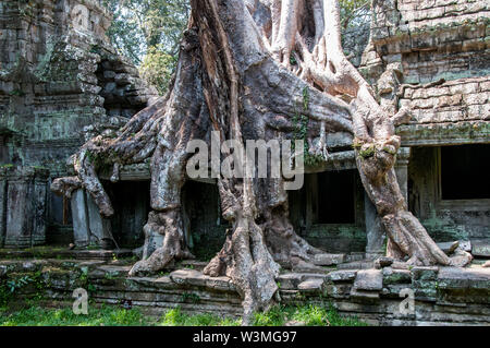 Spettacolare radici crescere tra le pietre in Ta Prohm tempio di Angkor Wat Foto Stock