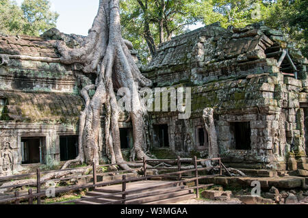 Spettacolare radici crescere tra le pietre in Ta Prohm tempio di Angkor Wat Foto Stock