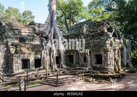 Spettacolare radici crescere tra le pietre in Ta Prohm tempio di Angkor Wat Foto Stock