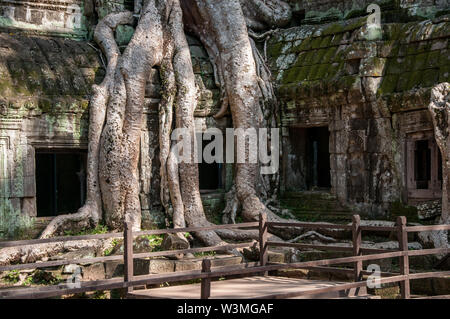 Spettacolare radici crescere tra le pietre in Ta Prohm tempio di Angkor Wat Foto Stock