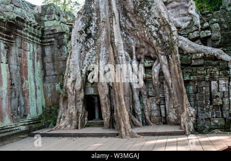 Spettacolare radici crescere tra le pietre in Ta Prohm tempio di Angkor Wat Foto Stock