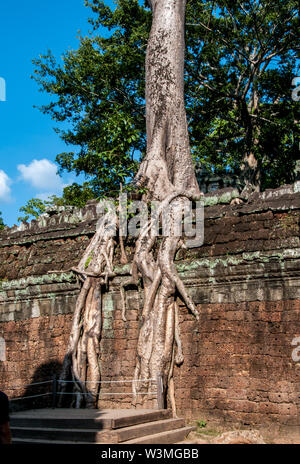 Spettacolare radici crescere tra le pietre in Ta Prohm tempio di Angkor Wat Foto Stock