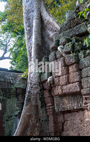 Spettacolare radici crescere tra le pietre in Ta Prohm tempio di Angkor Wat Foto Stock