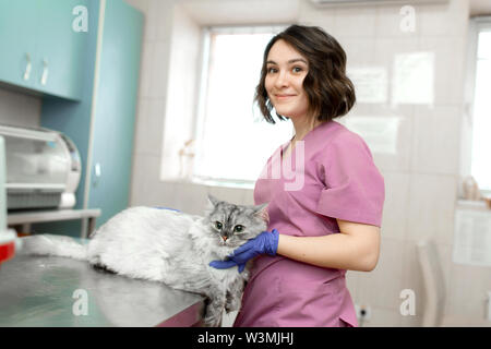 Giovane donna veterinario professionale colpi un grande gatto grigio sulla tavola in clinica veterinaria. Foto Stock