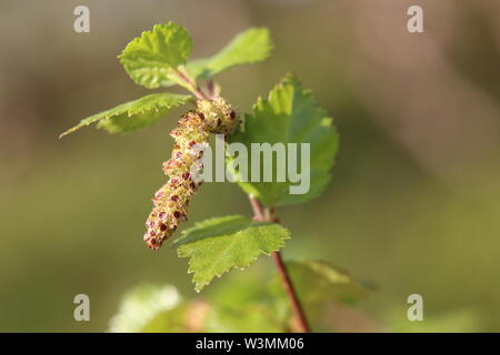 Fiore maschile di Betula pubescens, la roverella betulla. Foto Stock