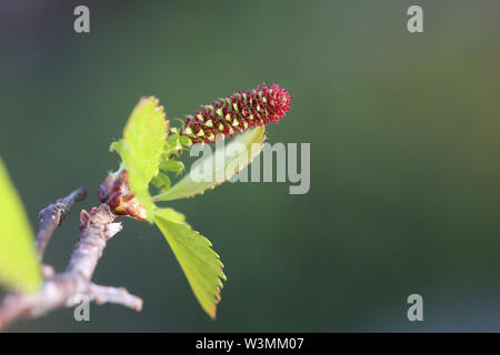 Fiore femminile di Betula pubescens, la roverella betulla. Foto Stock