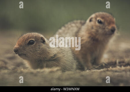 Due 2 settimane vecchia terra artica scoiattoli (Urocitellus parryii) osservare i loro dintorni. Yukon Territory, Canada Foto Stock