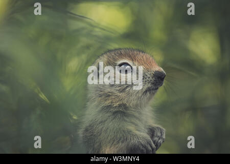 Una terra artica Squirrel Baby (Uroticellus parryii) sorge tra piante verdi. Yukon Territory, Canada Foto Stock