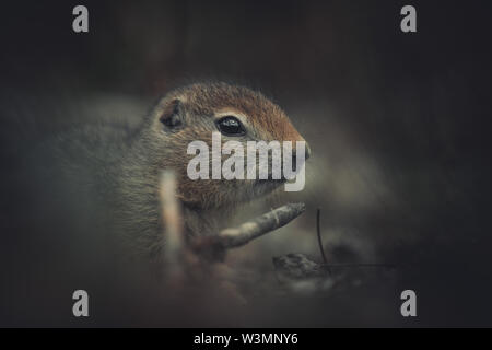 Una terra artica Squirrel Baby (Uroticellus parryii) si siede e pensa. Yukon Territory, Canada Foto Stock