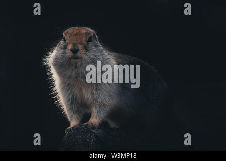 Una terra artica scoiattolo (Urocitellus parryii) siede su un registro nel suo cappotto invernale Yukon Territory, Canada Foto Stock