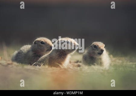 Tre artico scoiattolo massa neonati (Uroticellus parryii) che esce dalle loro den. Yukon Territory, Canada Foto Stock