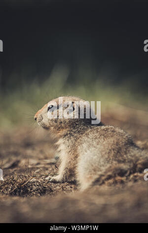 Una terra artica Squirrel Baby (Uroticellus parryii) gode il riscaldamento sun. Yukon Territory, Canada Foto Stock