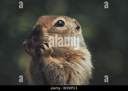 Una terra artica scoiattolo (Uroticellus parryii) lambisce si tratta di zampe. Yukon Territory, Canada Foto Stock