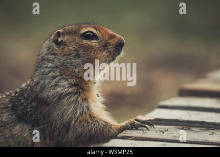 Una terra artica scoiattolo (Uroticellus parryii) mette la sua zampata su un ponte di legno. Yukon Territory, Canada Foto Stock