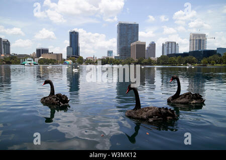 Cigni neri sul Lake Eola Park Orlando Florida USA Foto Stock