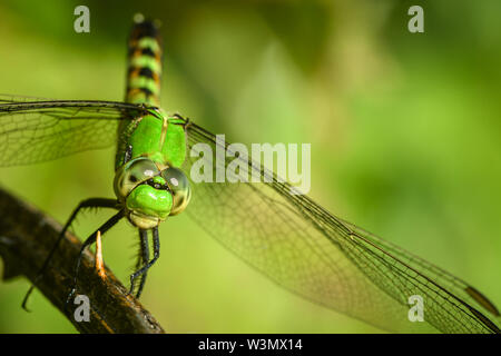 Brillante verde lime Dragonfly in appoggio su un ramoscello. Foto Stock