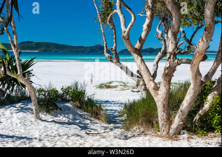 Whitehaven Beach, Whitsunday Island, Queensland, Australia - 15 Luglio 2015: guardando attraverso la carta la corteccia di alberi in Whitehaven Beach, i turisti sulla sabbia Foto Stock