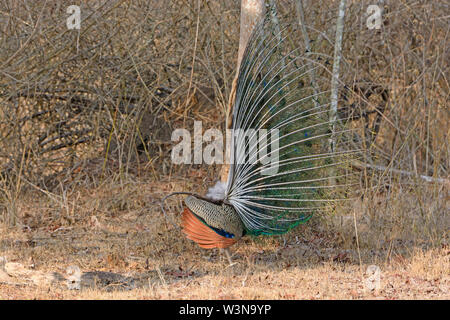 Vista laterale di un pavone Display in Nagarhole National Park in India Foto Stock