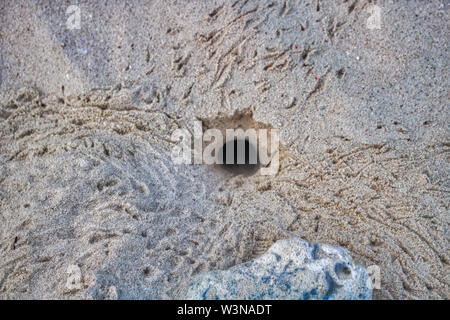 Questa unica foto mostra il foro di un granchio sulla spiaggia delle Maldive. Si può vedere molto bene le orme dell'animale nella sabbia Foto Stock