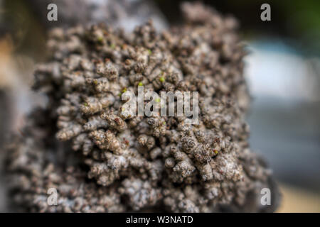 Questa unica foto mostra una vecchia radice emergente dal verde delle foglie nuove. Questa foto è stata scattata sulle Maldive Foto Stock