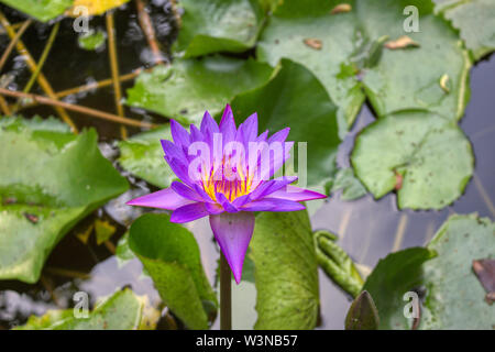 Questa unica immagine mostra una grande fioritura viola giglio d'acqua. Questo premiato la foto è stata scattata alle Maldive Foto Stock