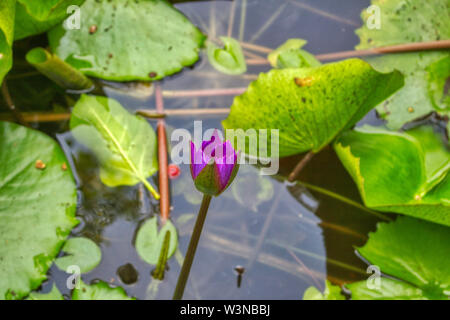 Questa unica immagine mostra una grande fioritura viola giglio d'acqua. Questo premiato la foto è stata scattata alle Maldive Foto Stock