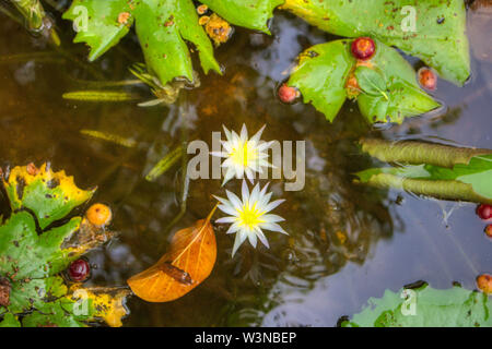 Questa unica immagine mostra una grande fioritura viola giglio d'acqua. Questo premiato la foto è stata scattata alle Maldive Foto Stock