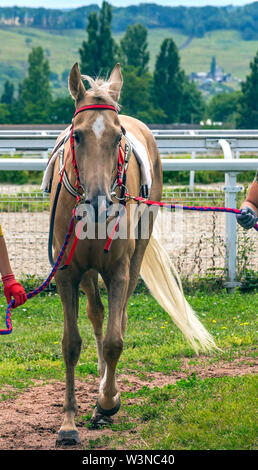 Ritratto di un bel cavallo Akhal-Teke prima della corsa di cavalli. Foto Stock