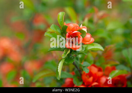 Il verde delle foglie e fiori di colore rosso della fioritura le mele cotogne o Chaenomeles japonica, Maule mela cotogna pianta di giardino in primavera Foto Stock